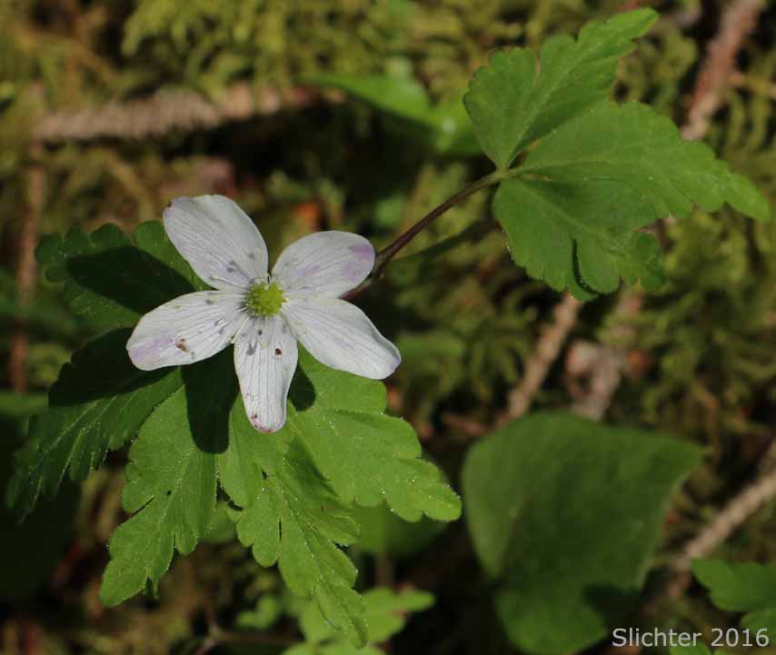 Little Mountain Anemone, Lyall's Anemone, Little Mountain Thimbleweed, Thimbleweed: Anemone lyallii (Synonyms: Anemone nemorosa var. lyallii, Anemone oligantha, Anemone quinquefolia, Anemone quinquefolia var. lyallii)