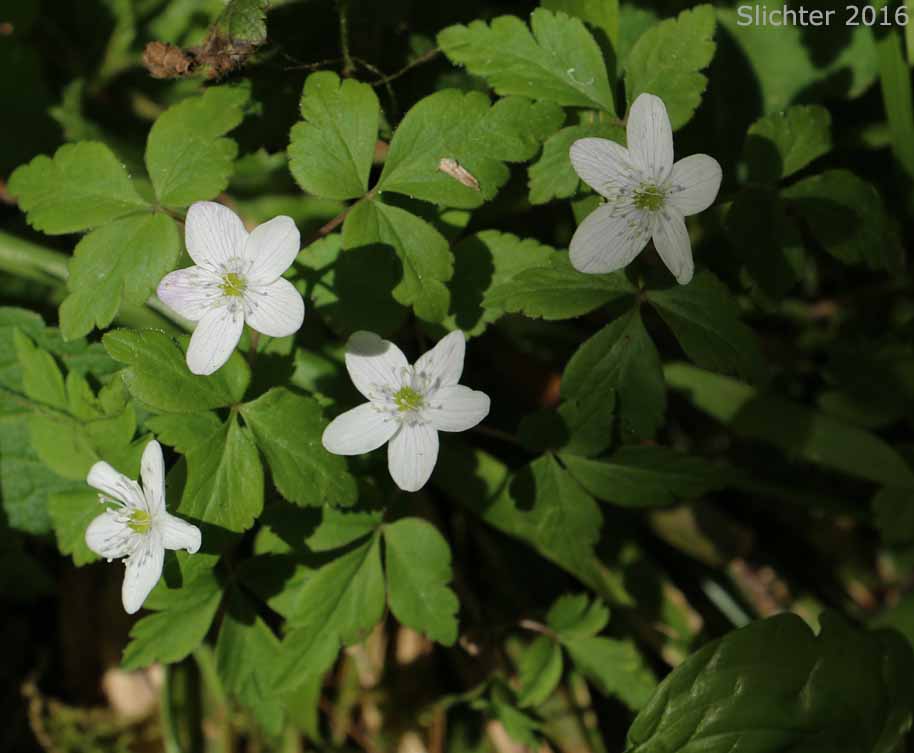 Little Mountain Anemone, Lyall's Anemone, Little Mountain Thimbleweed, Thimbleweed: Anemone lyallii (Synonyms: Anemone nemorosa var. lyallii, Anemone oligantha, Anemone quinquefolia, Anemone quinquefolia var. lyallii)