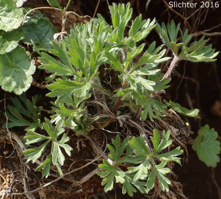 Leaves of Cliff Anemone, Pacific Anemone: Anemone multifida var. multifida (Synonyms: Anemone globosa, Anemone hudsoniana, Anemone multifida ssp. globosa, Anemone multifida var. globosa, Anemone multifida var. hudsoniana, Anemone multifida var. nowasadii, Anemone multifida var. richardsoniana, Anemone multifida var. sansonii)