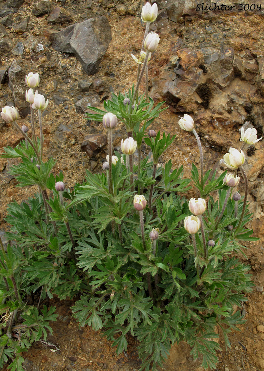Cliff Anemone, Cut-leaf Anemone, Pacific Anemone: Anemone multifida var. multifida (Synonyms: Anemone globosa, Anemone hudsoniana, Anemone multifida var. globosa, Anemone multifida var. hudsoniana, Anemone multifida var. richardsoniana, Anemone multifida var. sansonii)