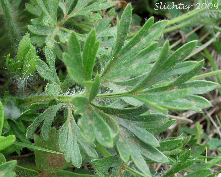 Leaf of Cut-leaved Anemone, Early Thimbleweed, Anemone multifide: Anemone multifida var. multifida (Synonyms: Anemone globosa, Anemone multifida var. hudsoniana, Anemone multifida var. nowasadii, Anemone multifida var. richardsiana, Anemone multifida var. sansonii)