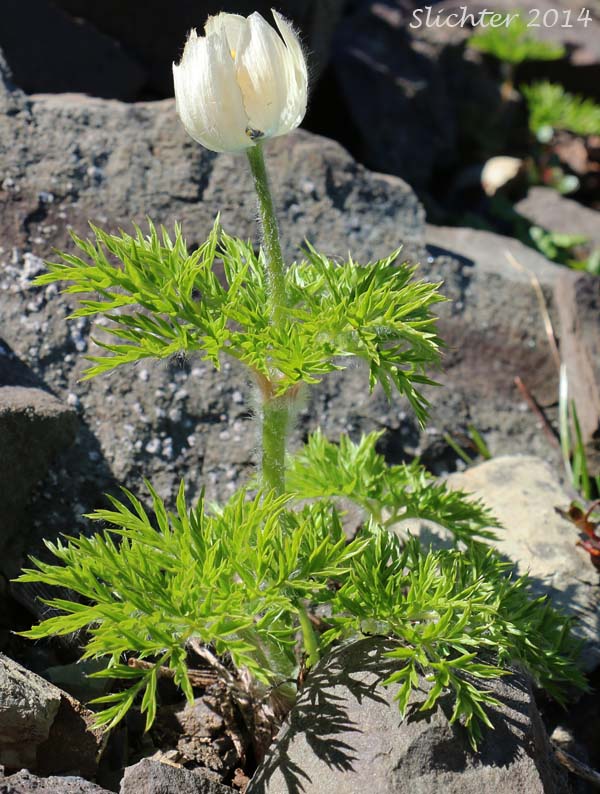 Mountain Pasqueflower, Western Anemone, Western Pasqueflower, White Pasqueflower: Anemone occidentalis (Synonyms: Anemone occidentalis var. subpilosa, Pulsatilla occidentalis)