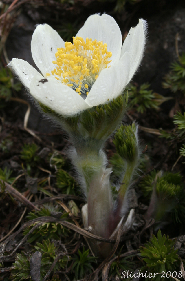 Western Anemone, Western Pasqueflower: Anemone occidentalis (Synonym: Anemone occidentalis var. subpilosa, Pulsatilla occidentalis)