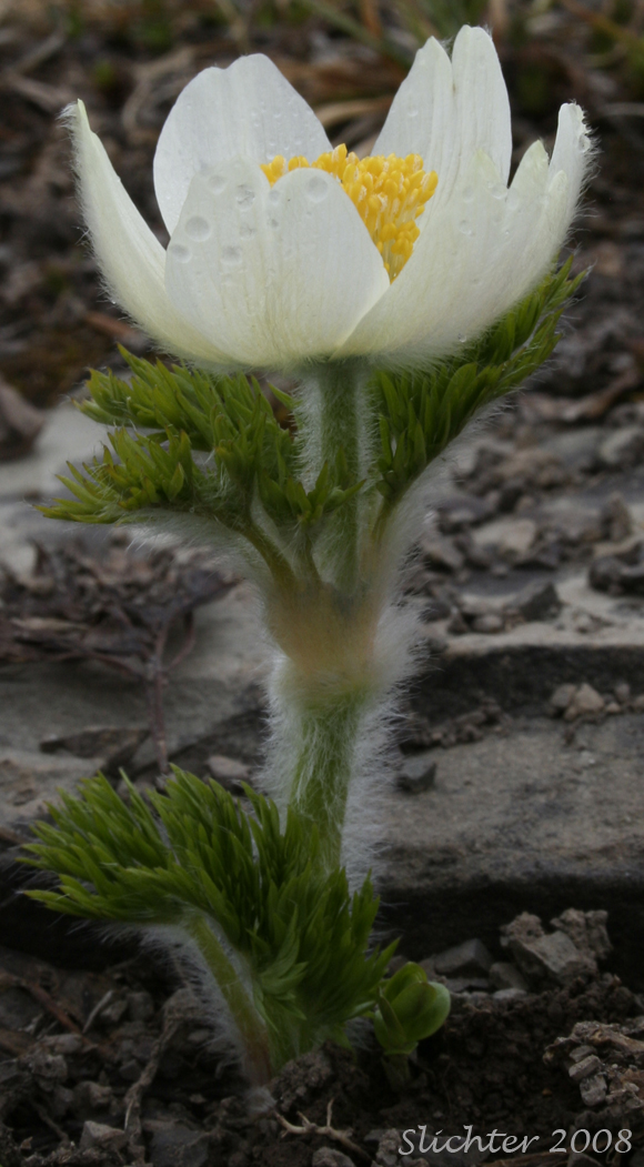 Western Anemone, Western Pasqueflower: Anemone occidentalis (Synonym: Anemone occidentalis var. subpilosa, Pulsatilla occidentalis)