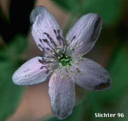 Oregon Anemone: Anemone oregana