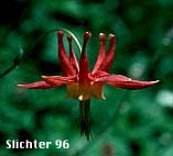 Red Columbine, Sitka Columbine, Western Columbine: Aquillegia formosa (Synonyms: Aquilegia canadensis var. formosa, Aquilegia columbiana, Aquilegia formosa var. communis, Aquilegia formosa var. formosa, Aquilegia formosa var. megalantha, Aquilegia formosa var. truncata, Aquilegia formosa var. wawawensis) 