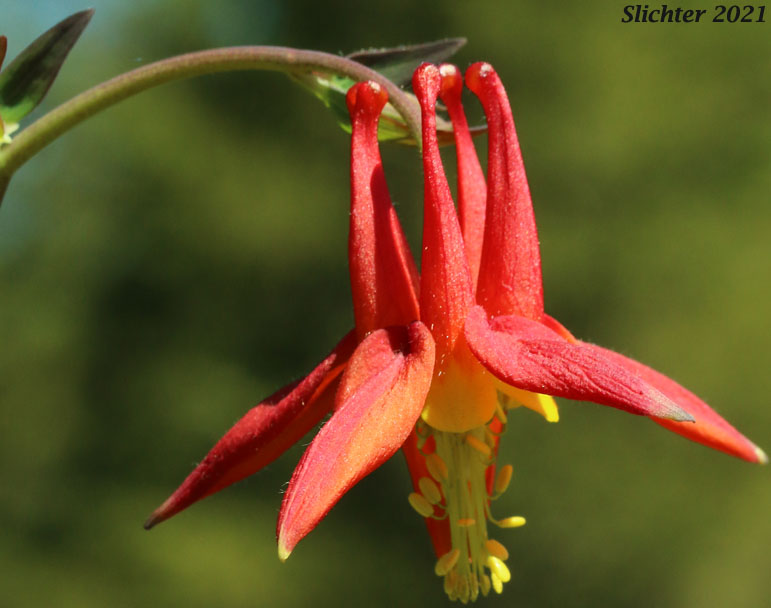 Red Columbine, Sitka Columbine, Western Columbine: Aquillegia formosa (Synonyms: Aquilegia canadensis var. formosa, Aquilegia columbiana, Aquilegia formosa var. communis, Aquilegia formosa var. formosa, Aquilegia formosa var. megalantha, Aquilegia formosa var. truncata, Aquilegia formosa var. wawawensis)