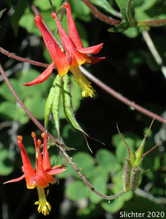Red Columbine, Sitka Columbine, Western Columbine: Aquillegia formosa (Synonyms: Aquilegia canadensis var. formosa, Aquilegia columbiana, Aquilegia formosa var. communis, Aquilegia formosa var. formosa, Aquilegia formosa var. megalantha, Aquilegia formosa var. truncata, Aquilegia formosa var. wawawensis)
