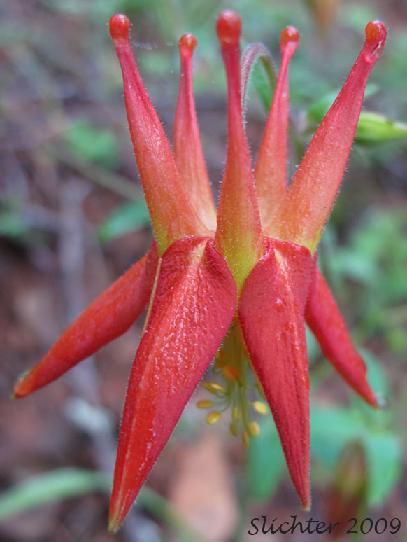 Flower of Red Columbine, Sitka Columbine, Western Columbine: Aquillegia formosa (Synonyms: Aquilegia canadensis var. formosa, Aquilegia columbiana, Aquilegia formosa var. communis, Aquilegia formosa var. formosa, Aquilegia formosa var. megalantha, Aquilegia formosa var. truncata, Aquilegia formosa var. wawawensis)
