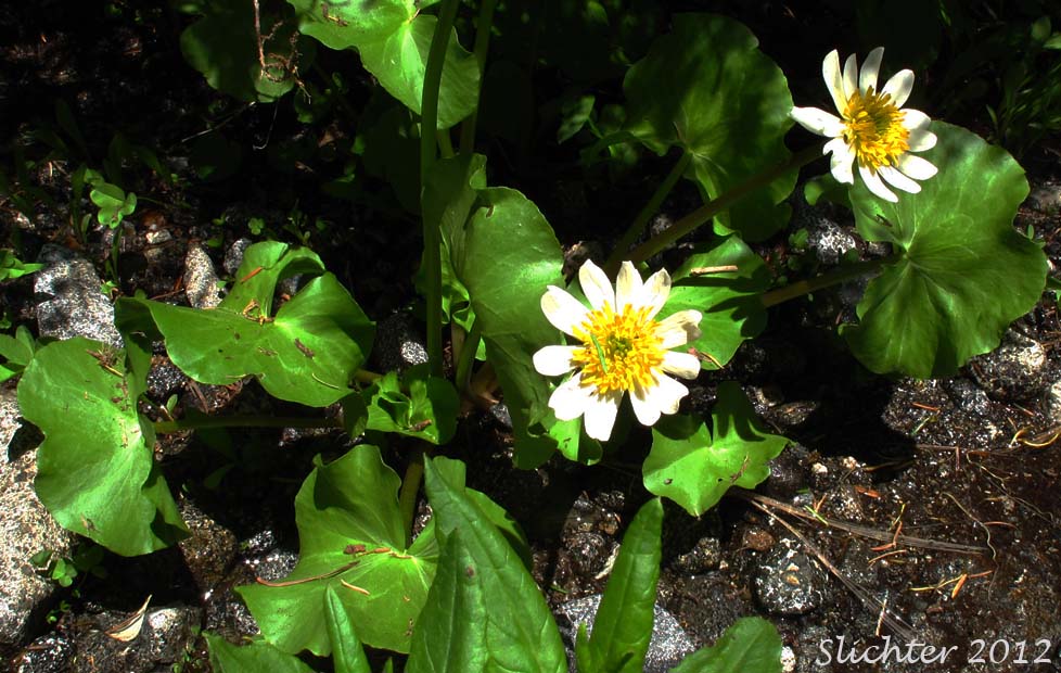 Broad-leaved Caltha, Broad-leaved Marshmarigold, Elkslip, Marsh Marigold, White Marsh Marigold: Caltha leptosepala (Synonyms: Caltha biflora var. rotundifolia, Caltha leptosepala var. leptosepala, Caltha leptosepala var. rotundifolia, Psychropila leptosepala)