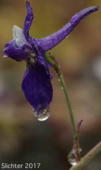 Flower of Menzies' Larkspur, Cliff Larkspur: Delphinium menziesii (Synonyms: Delphinium menziesii ssp. menziesii, Delphinium menziesii ssp. pyramidale, Delphinium menziesii var. menziesii, Delphinium menziesii var. pyramidale)