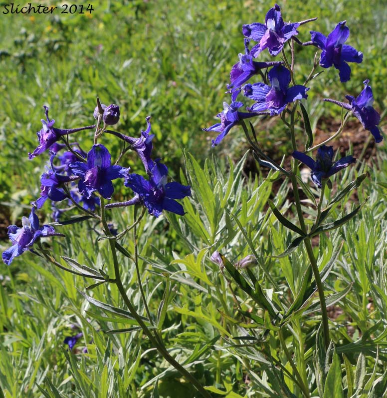 Menzies' Larkspur, Cliff Larkspur: Delphinium menziesii (Synonyms: Delphinium menziesii ssp. menziesii, Delphinium menziesii ssp. pyramidale, Delphinium menziesii var. menziesii, Delphinium menziesii var. pyramidale)