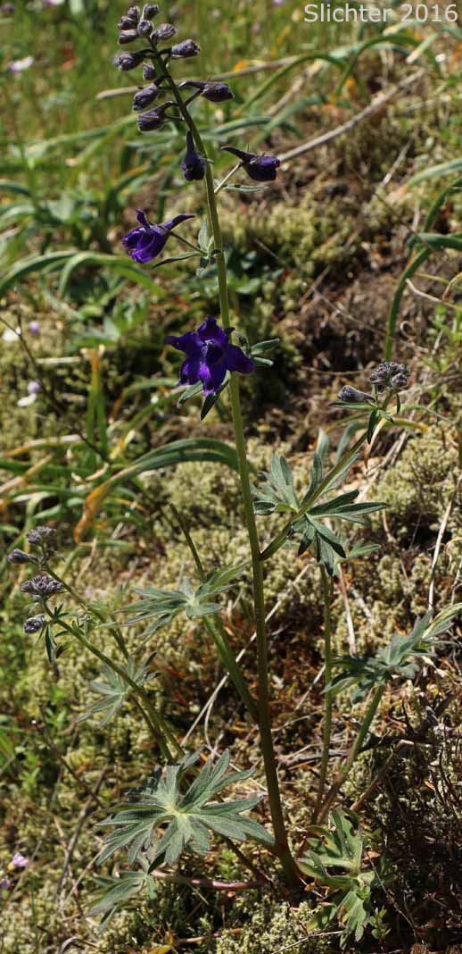 Willamette Valley Larkspur: Delphinium oreganum