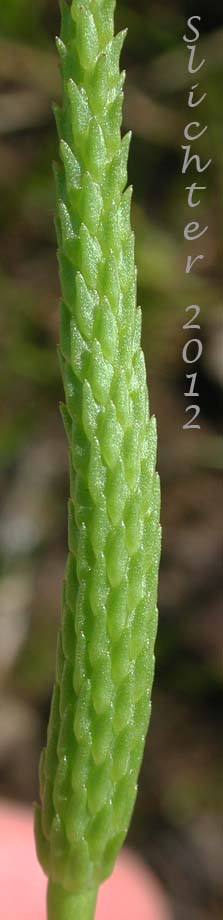 Close-up of the inflorescence of Least Mousetail, Tiny Mousetail: Myosurus minimus (Synonyms: Myosurus lepturus, Myosurus lepturus var. filiformis, Myosurus minimus ssp. major, Myosurus minimus var. filiformis, Myosurus minimus var. major)