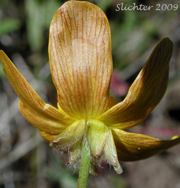 Underside of flower of Southern Oregon Buttercup: Ranunculus austro-oreganus (Synonym: Ranunculus austrooreganus)