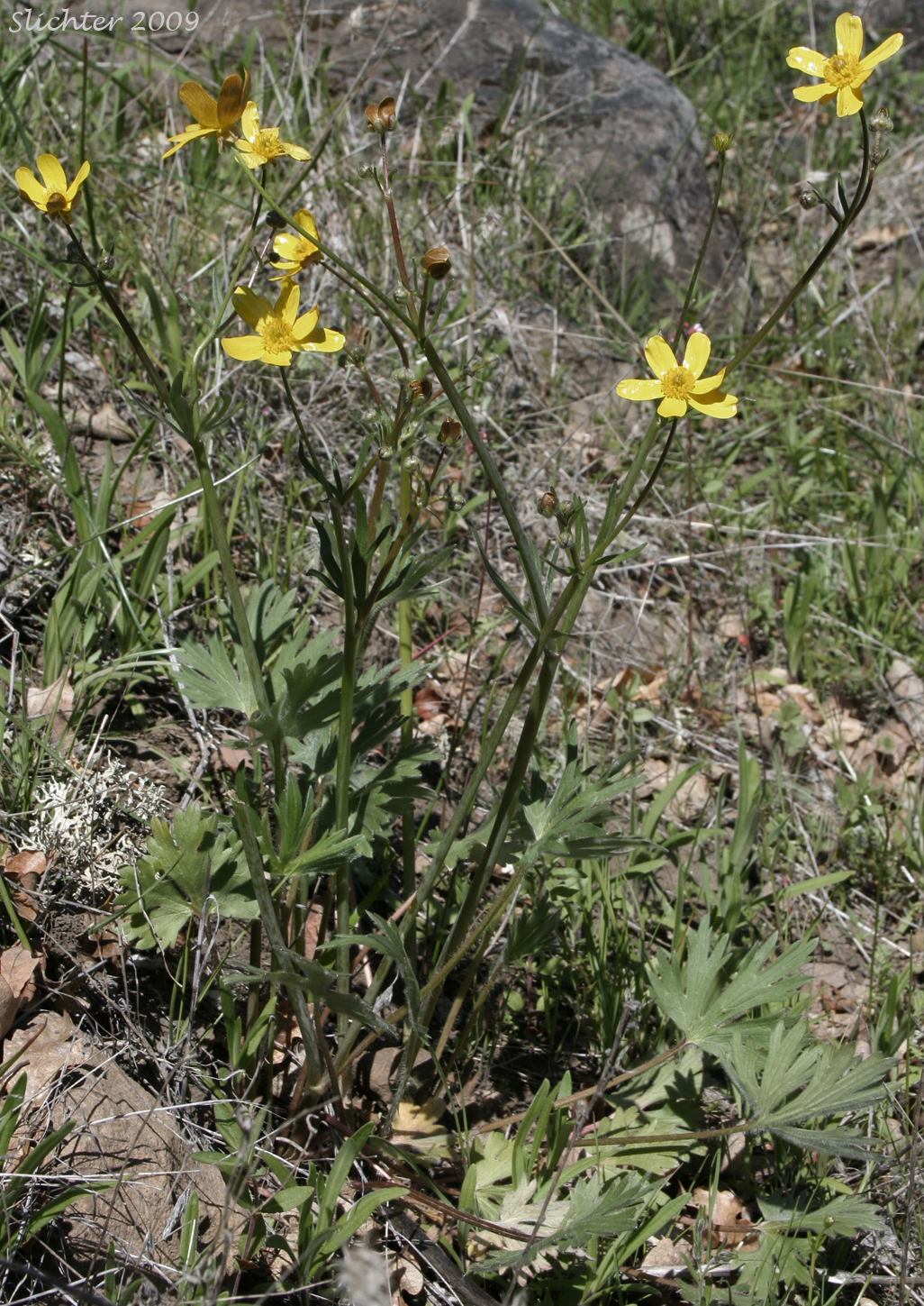 Southern Oregon Buttercup: Ranunculus austro-oreganus (Synonym: Ranunculus austrooreganus)