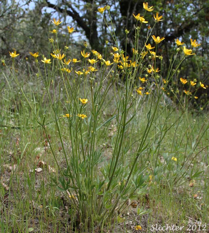 Southern Oregon Buttercup: Ranunculus austro-oreganus (Synonym: Ranunculus austrooreganus)