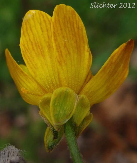 Underside of the petals of Southern Oregon Buttercup: Ranunculus austro-oreganus (Synonym: Ranunculus austrooreganus)