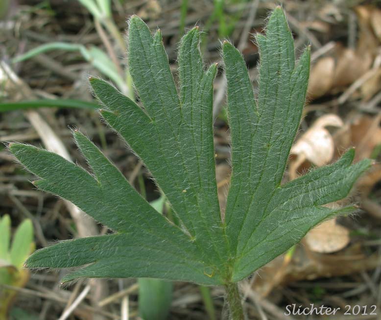 Basal leaf of Southern Oregon Buttercup: Ranunculus austro-oreganus (Synonym: Ranunculus austrooreganus)