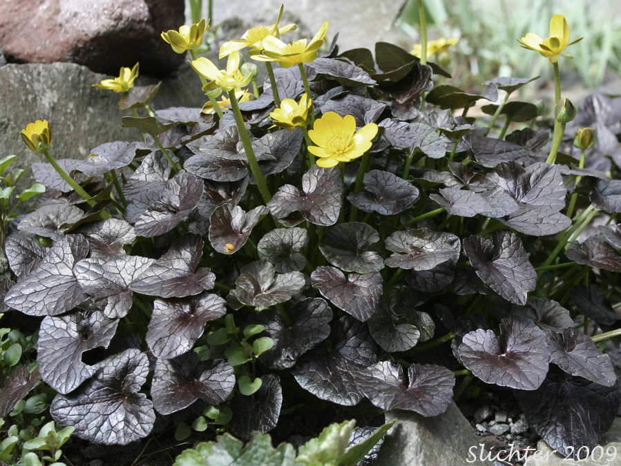 Lesser Celandine: Ficaria verna (Synonyms: Ranunculus ficaria, Ranunculus ficaria ssp. bulbifera, Ranunculus ficaria ssp. calthifolilus, Ranunculus ficaria var. bulbifera)
