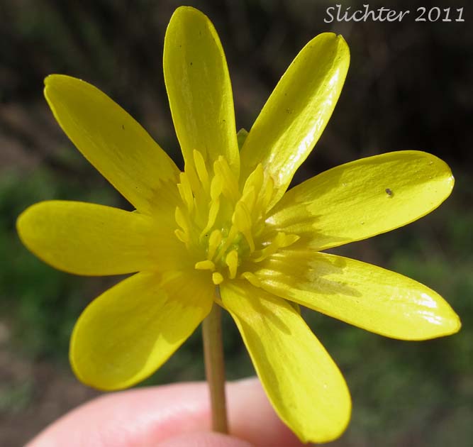 Close-up of the flower of Lesser Celandine: Ficaria verna (Synonyms: Ranunculus ficaria, Ranunculus ficaria ssp. bulbifera, Ranunculus ficaria ssp. calthifolilus, Ranunculus ficaria var. bulbifera)