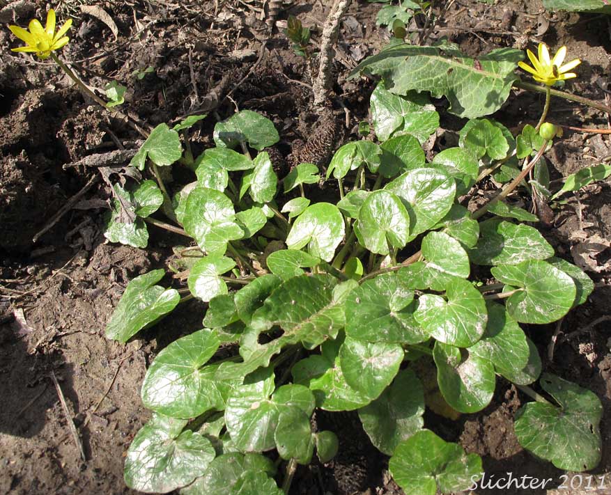 Lesser Celandine: Ficaria verna (Synonyms: Ranunculus ficaria, Ranunculus ficaria ssp. bulbifera, Ranunculus ficaria ssp. calthifolilus, Ranunculus ficaria var. bulbifera)