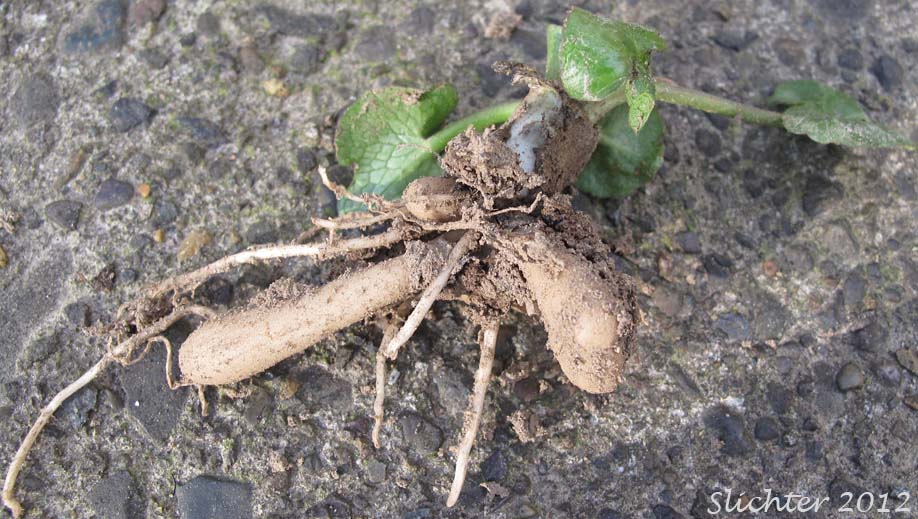 Close-up of the tubers of Lesser Celandine: Ficaria verna (Synonyms: Ranunculus ficaria, Ranunculus ficaria ssp. bulbifera, Ranunculus ficaria ssp. calthifolilus, Ranunculus ficaria var. bulbifera)