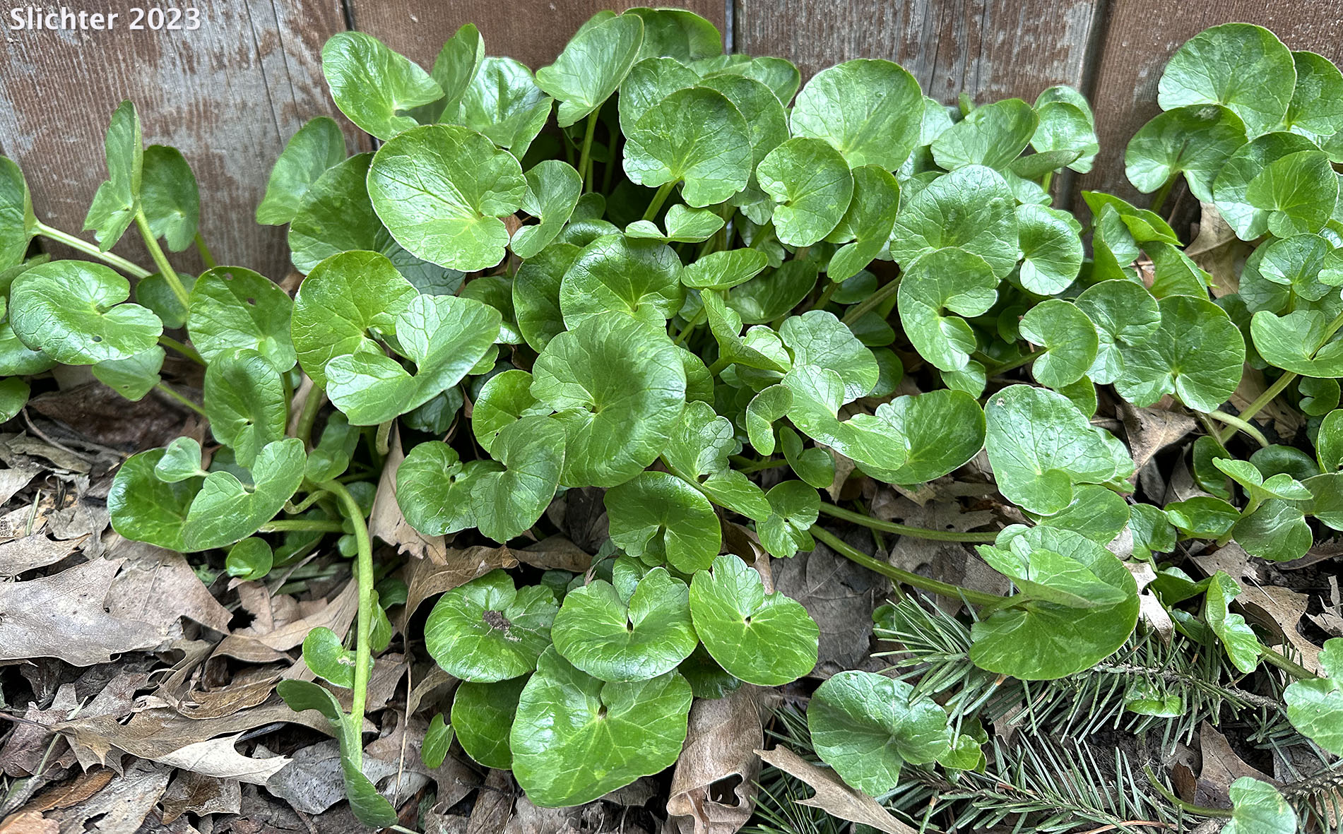 Lesser Celandine: Ficaria verna (Synonyms: Ranunculus ficaria, Ranunculus ficaria ssp. bulbifera, Ranunculus ficaria ssp. calthifolilus, Ranunculus ficaria var. bulbifera)