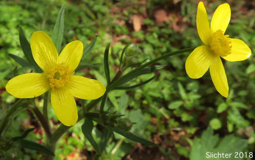 Western Buttercup: Ranunculus occidentalis (Synonyms: Ranunculus occidentalis var. dissectus, Ranunculus occidentalis var. eisenii, Ranunculus occidentalis var. howellii, Ranunculus occidentalis var. occidentalis, Ranunculus occidentalis var. rattanii, Ranunculus occidentalis var. ultramontanus)