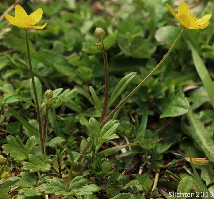 Western Buttercup: Ranunculus occidentalis (Synonyms: Ranunculus occidentalis var. dissectus, Ranunculus occidentalis var. eisenii, Ranunculus occidentalis var. howellii, Ranunculus occidentalis var. occidentalis, Ranunculus occidentalis var. rattanii, Ranunculus occidentalis var. ultramontanus)