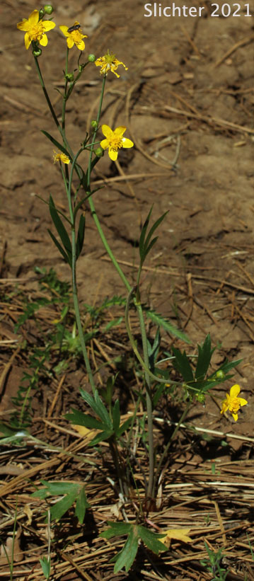 Western Buttercup: Ranunculus occidentalis (Synonyms: Ranunculus occidentalis var. dissectus, Ranunculus occidentalis var. eisenii, Ranunculus occidentalis var. howellii, Ranunculus occidentalis var. occidentalis, Ranunculus occidentalis var. rattanii, Ranunculus occidentalis var. ultramontanus)