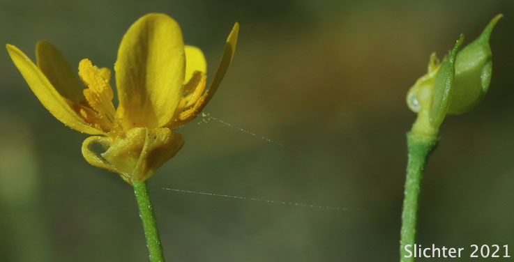 Western Buttercup: Ranunculus occidentalis (Synonyms: Ranunculus occidentalis var. dissectus, Ranunculus occidentalis var. eisenii, Ranunculus occidentalis var. howellii, Ranunculus occidentalis var. occidentalis, Ranunculus occidentalis var. rattanii, Ranunculus occidentalis var. ultramontanus)
