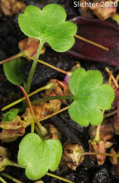 Western Buttercup: Ranunculus occidentalis (Synonyms: Ranunculus occidentalis var. dissectus, Ranunculus occidentalis var. eisenii, Ranunculus occidentalis var. howellii, Ranunculus occidentalis var. occidentalis, Ranunculus occidentalis var. rattanii, Ranunculus occidentalis var. ultramontanus)