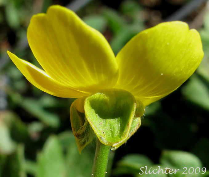 Sepals of Western Buttercup: Ranunculus occidentalis (Synonyms: Ranunculus occidentalis var. dissectus, Ranunculus occidentalis var. eisenii, Ranunculus occidentalis var. howellii, Ranunculus occidentalis var. occidentalis, Ranunculus occidentalis var. rattanii, Ranunculus occidentalis var. ultramontanus)
