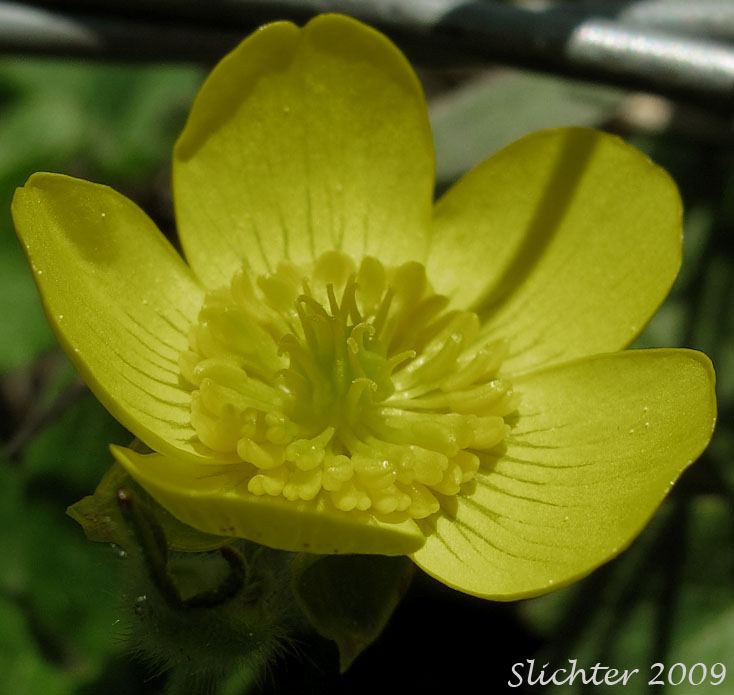 Flower of Western Buttercup: Ranunculus occidentalis (Synonyms: Ranunculus occidentalis var. dissectus, Ranunculus occidentalis var. eisenii, Ranunculus occidentalis var. howellii, Ranunculus occidentalis var. occidentalis, Ranunculus occidentalis var. rattanii, Ranunculus occidentalis var. ultramontanus)