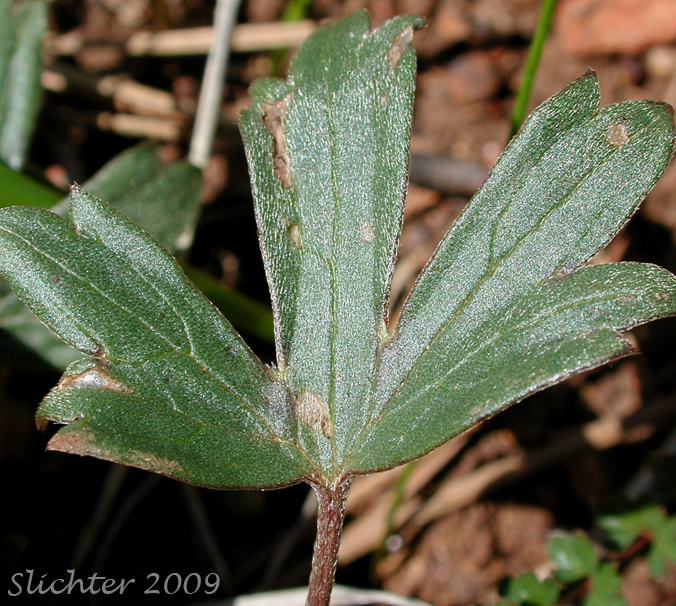 Leaf of Western Buttercup: Ranunculus occidentalis (Synonyms: Ranunculus occidentalis var. dissectus, Ranunculus occidentalis var. eisenii, Ranunculus occidentalis var. howellii, Ranunculus occidentalis var. occidentalis, Ranunculus occidentalis var. rattanii, Ranunculus occidentalis var. ultramontanus)