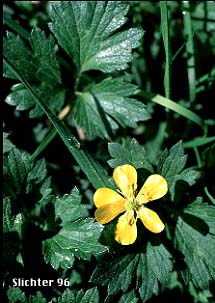 Creeping Buttercup, Double-flowered Creeping Buttercup: Ranunculus repens (Synonyms: Ranunculus repens var. erectus, Ranunculus repens var. glabratus, Ranunculus repens var. pleniflorus, Ranunculus repens var. repens)