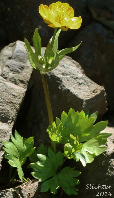 Snow Buttercup, Suksdorf's Buttercup, Timberline Buttercup: Ranunculus eschscholtzii var. suksdorfii (Synonym: Ranunculus suksdorfii)