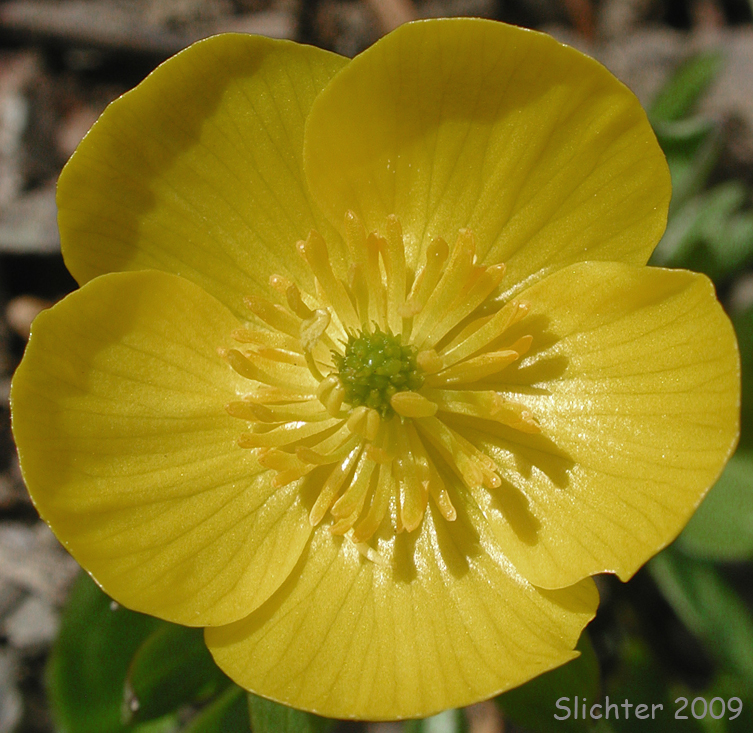 Flower of Snow Buttercup, Suksdorf's Buttercup, Timberline Buttercup: Ranunculus eschscholtzii var. suksdorfii (Synonym: Ranunculus suksdorfii)