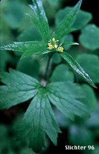 Little Buttercup, Woodland Buttercup: Ranunculus uncinatus (Synonyms: Ranunculus bongardii, Ranunculus bongardii var. bongardii, Ranunculus bongardii var. tenellus, Ranunculus occidentalis var. parviflorus, Ranunculus uncinatus var. parviflorus, Ranunculus uncinatus var. uncinatus)