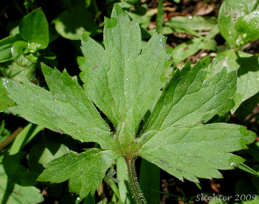 Leaf of Little Buttercup, Woodland Buttercup: Ranunculus uncinatus (Synonyms: Ranunculus bongardii, Ranunculus bongardii var. bongardii, Ranunculus bongardii var. tenellus, Ranunculus occidentalis var. parviflorus, Ranunculus uncinatus var. parviflorus, Ranunculus uncinatus var. uncinatus)