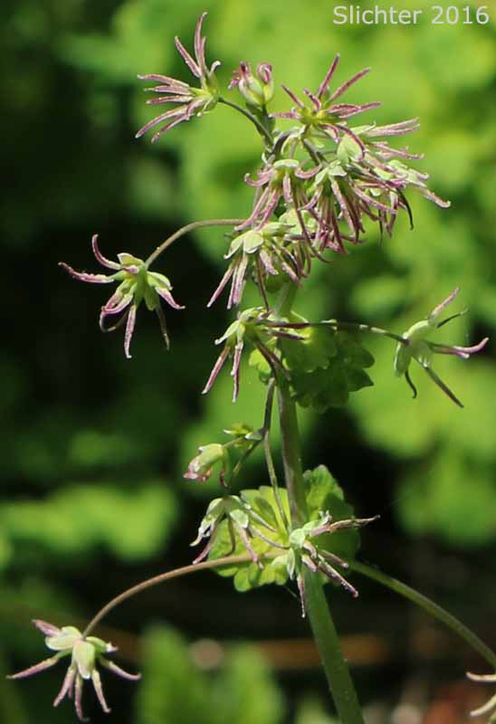 Western Meadowrue, Western Meadow-rue: Thalictrum occidentale (Synonyms: Thalictrum occidentale var. macounii, Thalictrum occidentale var. occidentale, Thalictrum occidentale var. palousense)