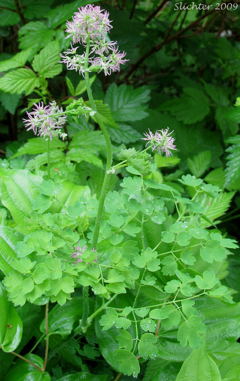 Western Meadowrue, Western Meadow-rue: Thalictrum occidentale (Synonyms: Thalictrum occidentale var. macounii, Thalictrum occidentale var. occidentale, Thalictrum occidentale var. palousense)