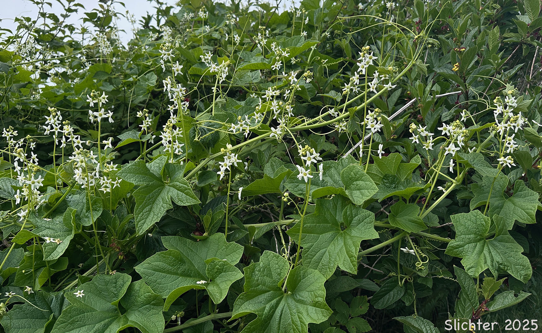 Coastal Manroot, Oregon Bigroot, Old Man in the Ground, Wild Cucumber: Marah oreganus (Synonym: Echinocystis oregana)