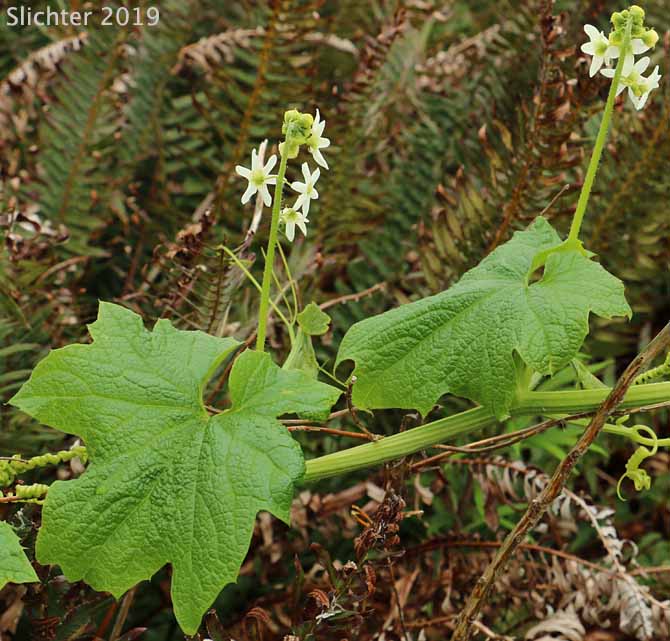 Coastal Manroot, Oregon Bigroot, Old Man in the Ground, Wild Cucumber: Marah oreganus (Synonym: Echinocystis oregana)