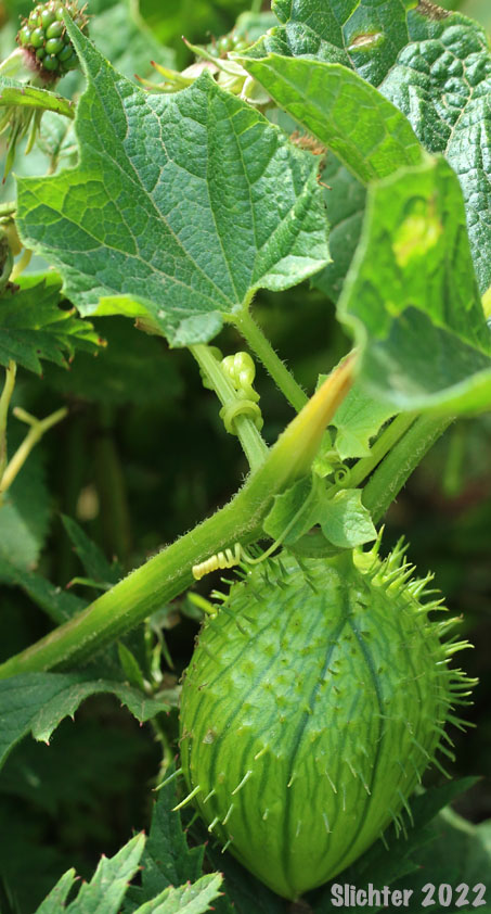 Fruit of Coastal Manroot, Oregon Bigroot, Old Man in the Ground, Wild Cucumber: Marah oreganus (Synonym: Echinocystis oregana)