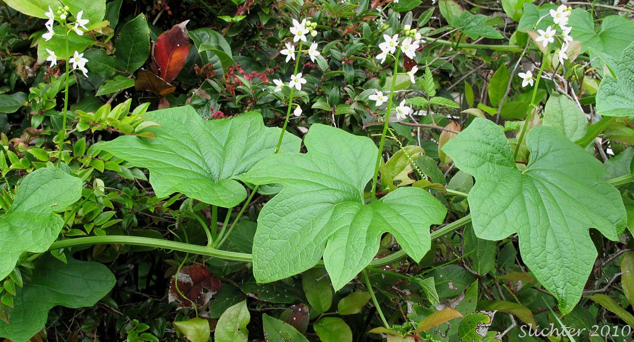 Coastal Manroot, Oregon Bigroot, Old Man in the Ground, Wild Cucumber: Marah oreganus (Synonym: Echinocystis oregana)
