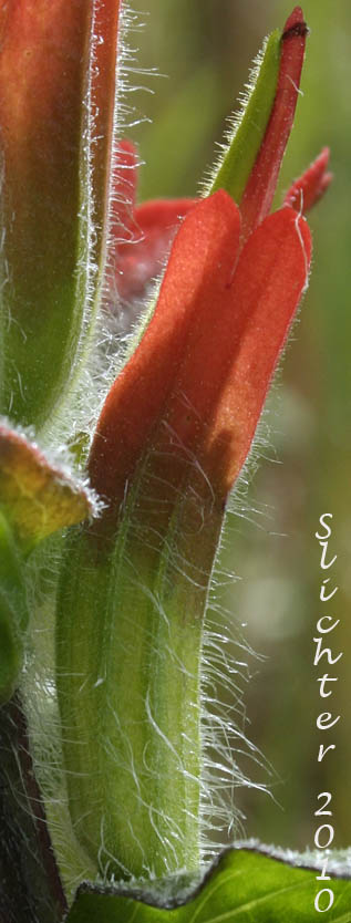 Close-up of the calyx and corolla of Coast Paintbrush, Oregon Coast Paintbrush, Pacific Paintbrush: Castilleja litoralis (Synonyms: Castilleja affinis, Castilleja affinis ssp. litoralis, Castilleja affinis var. litoralis, Castilleja litoralis)