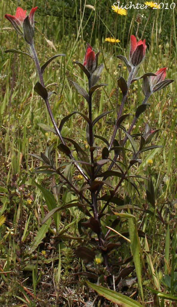 Coast Paintbrush, Oregon Coast Paintbrush, Pacific Paintbrush: Castilleja litoralis (Synonyms: Castilleja affinis, Castilleja affinis ssp. litoralis, Castilleja affinis var. litoralis, Castilleja litoralis)