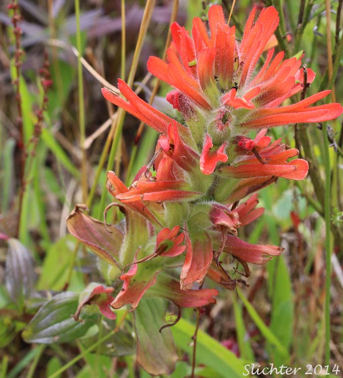 Coast Paintbrush, Oregon Coast Paintbrush, Pacific Paintbrush: Castilleja litoralis (Synonyms: Castilleja affinis, Castilleja affinis ssp. litoralis, Castilleja affinis var. litoralis, Castilleja litoralis)